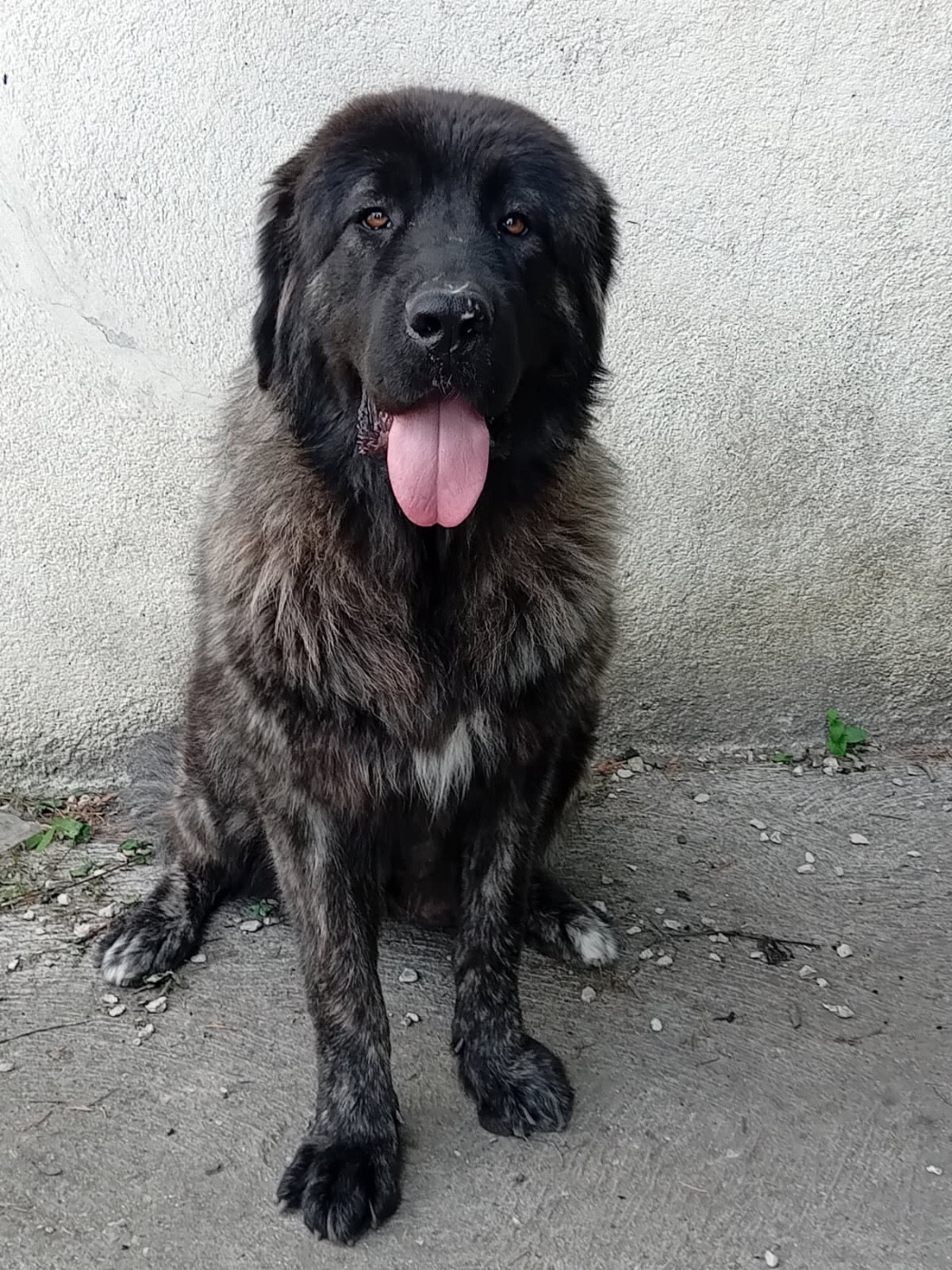 Bambi bolintin deal (Sans Affixe)