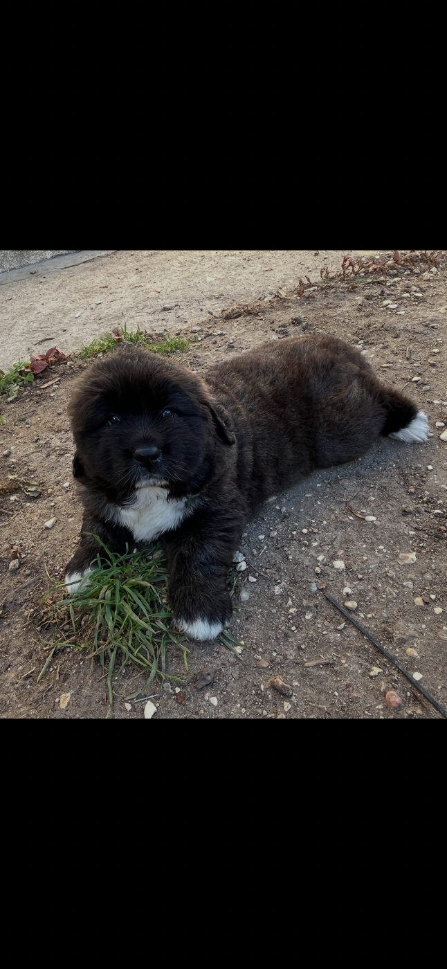 Du Domaine De Ares Athena