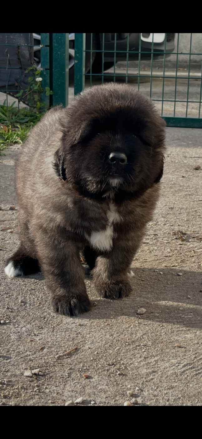 Du Domaine De Ares Ares