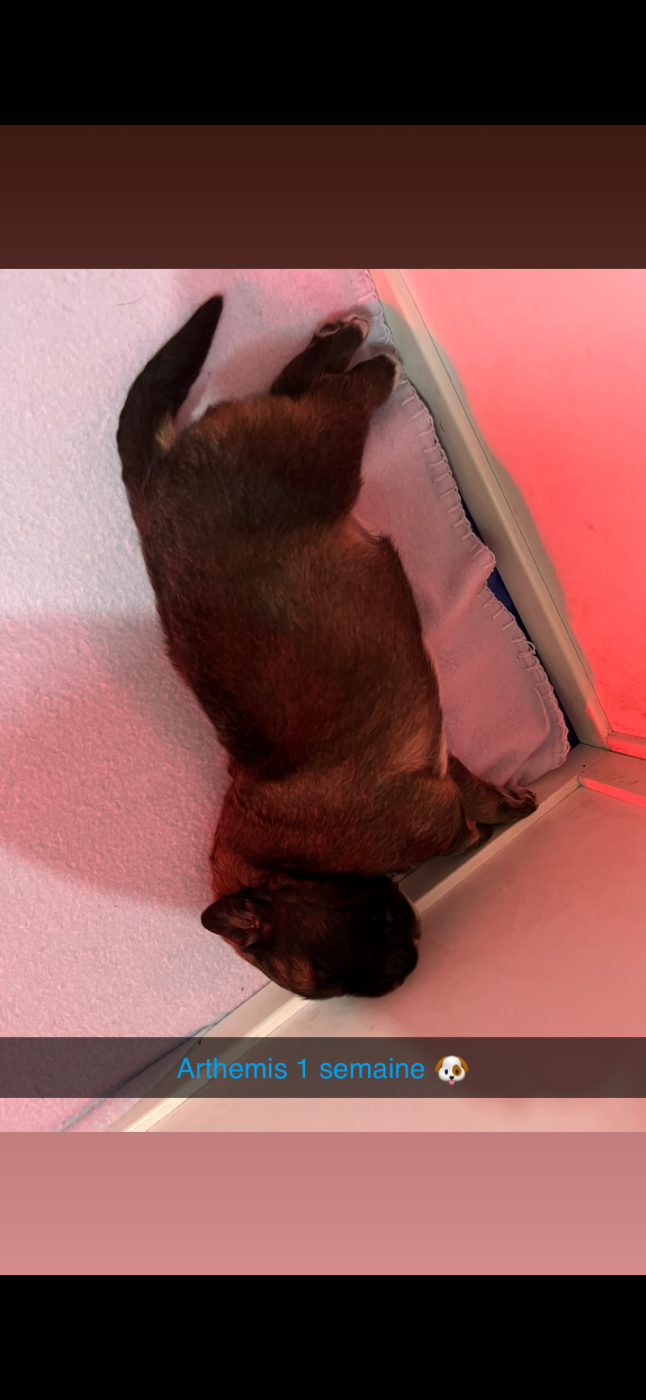 Du Domaine De Ares - Chiots disponibles - Berger du Caucase