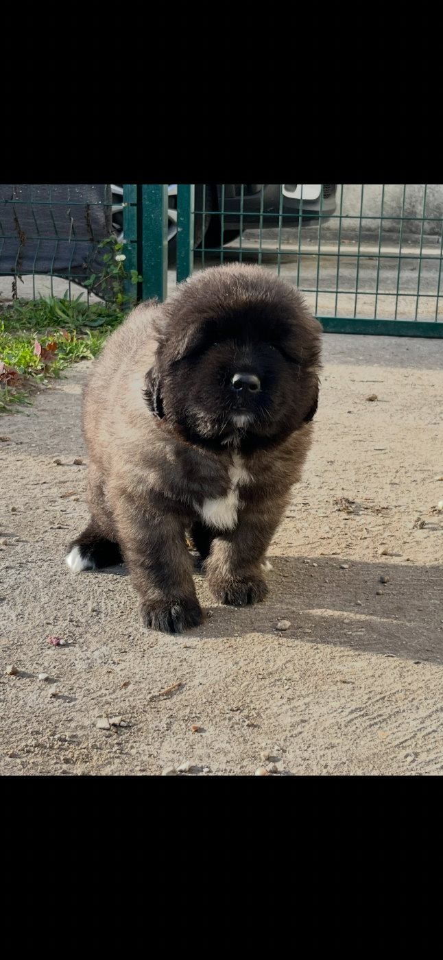 Du Domaine De Ares - Chiots disponibles - Berger du Caucase