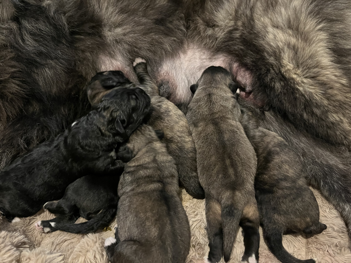 Chiot Berger du Caucase Du Domaine De Ares