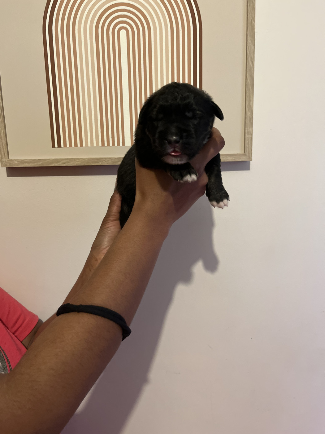 Du Domaine De Ares - Chiots disponibles - Berger du Caucase