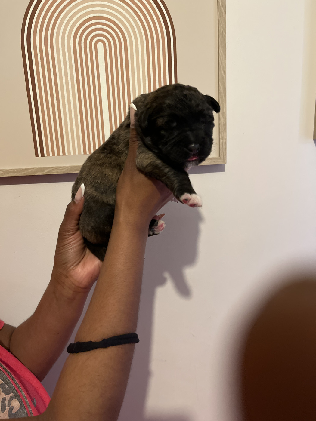 Du Domaine De Ares - Chiots disponibles - Berger du Caucase