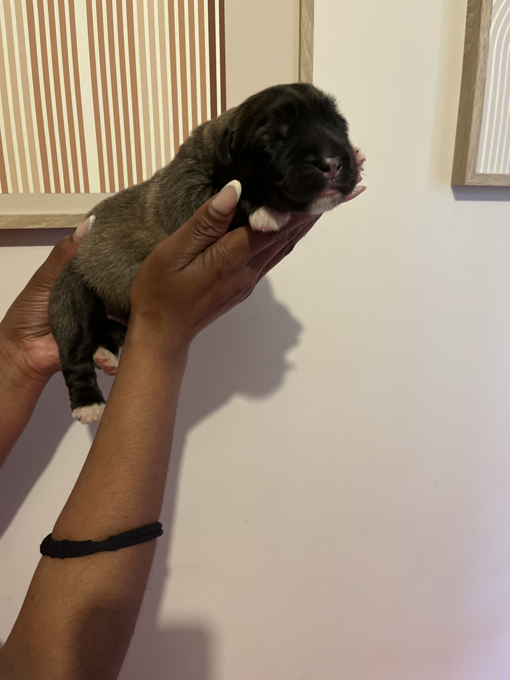 Du Domaine De Ares - Chiots disponibles - Berger du Caucase