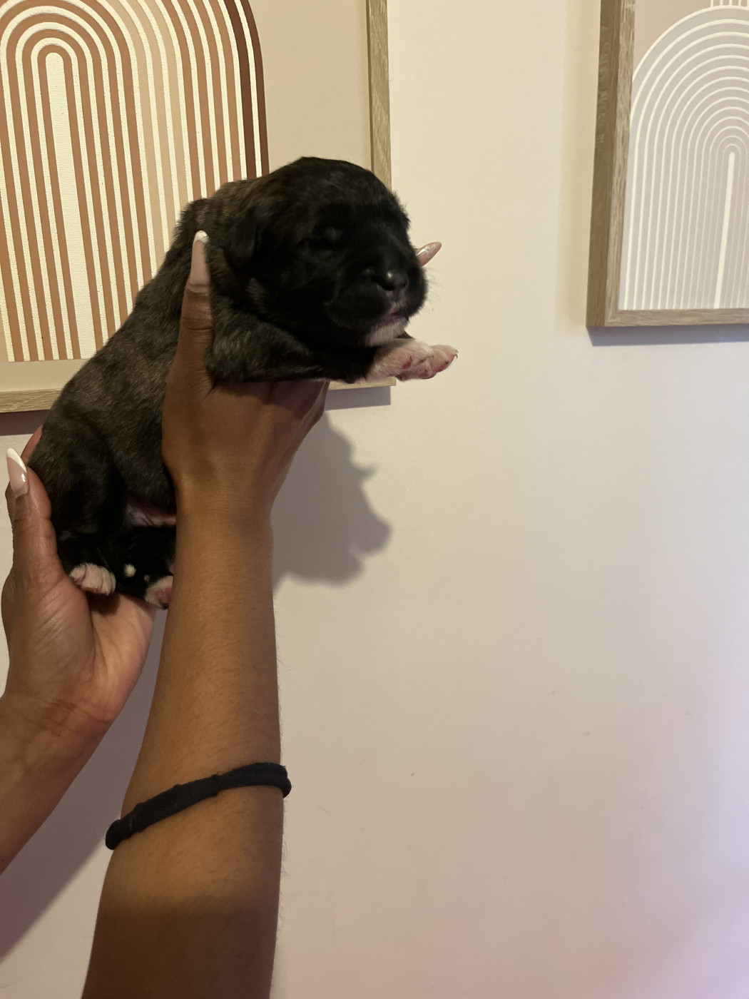 Du Domaine De Ares - Chiots disponibles - Berger du Caucase