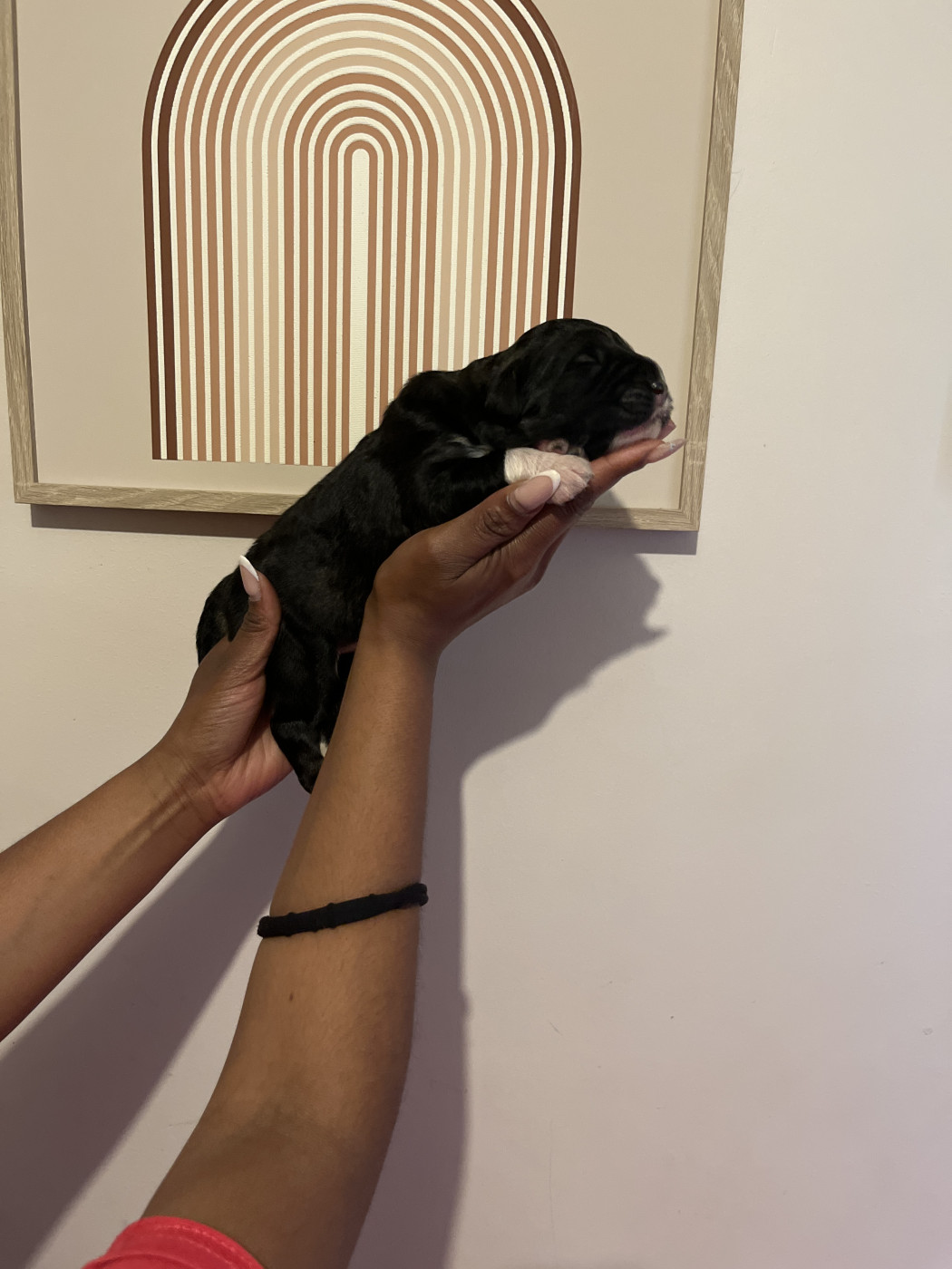 Du Domaine De Ares - Chiots disponibles - Berger du Caucase