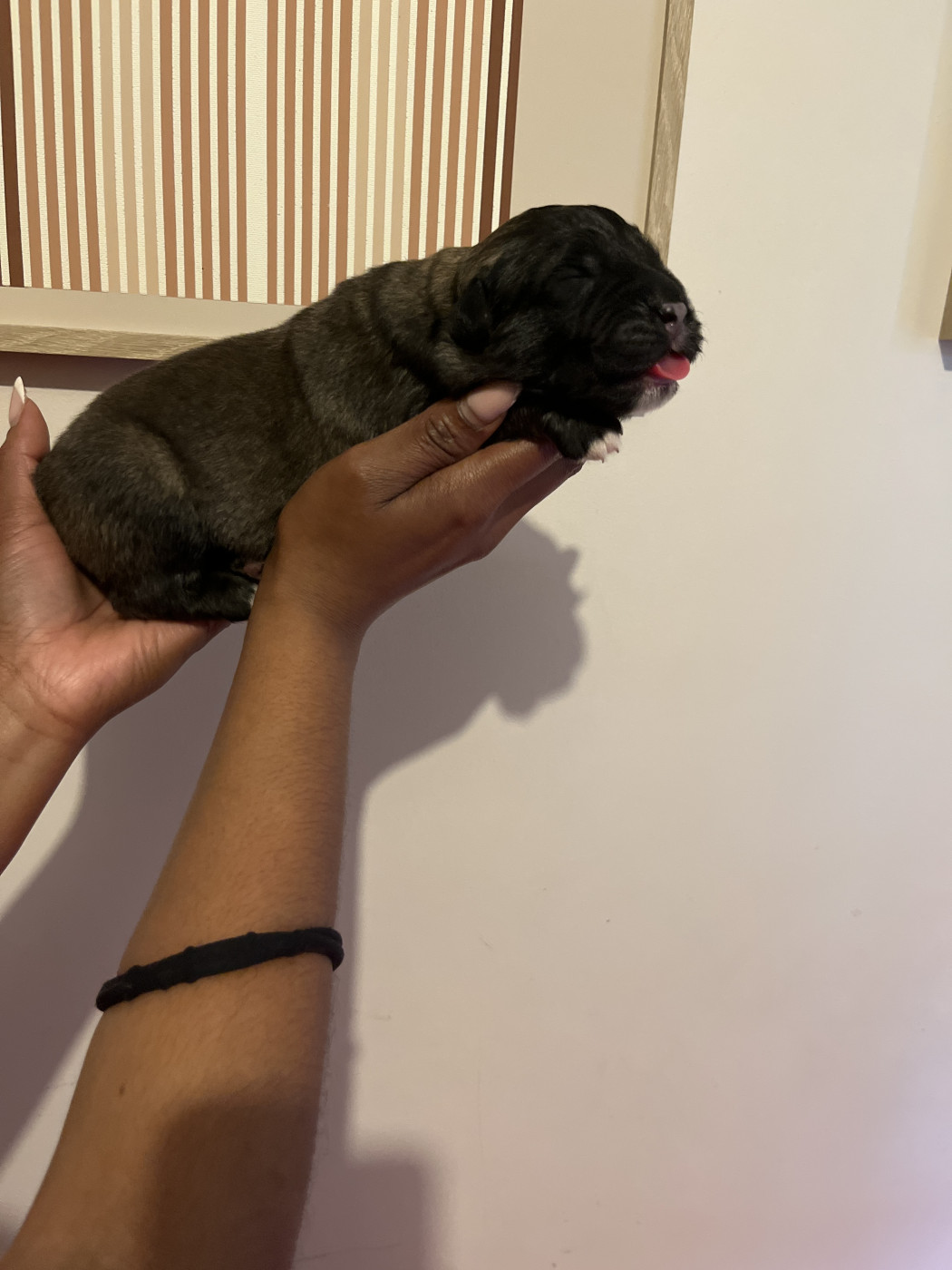 Du Domaine De Ares - Chiots disponibles - Berger du Caucase