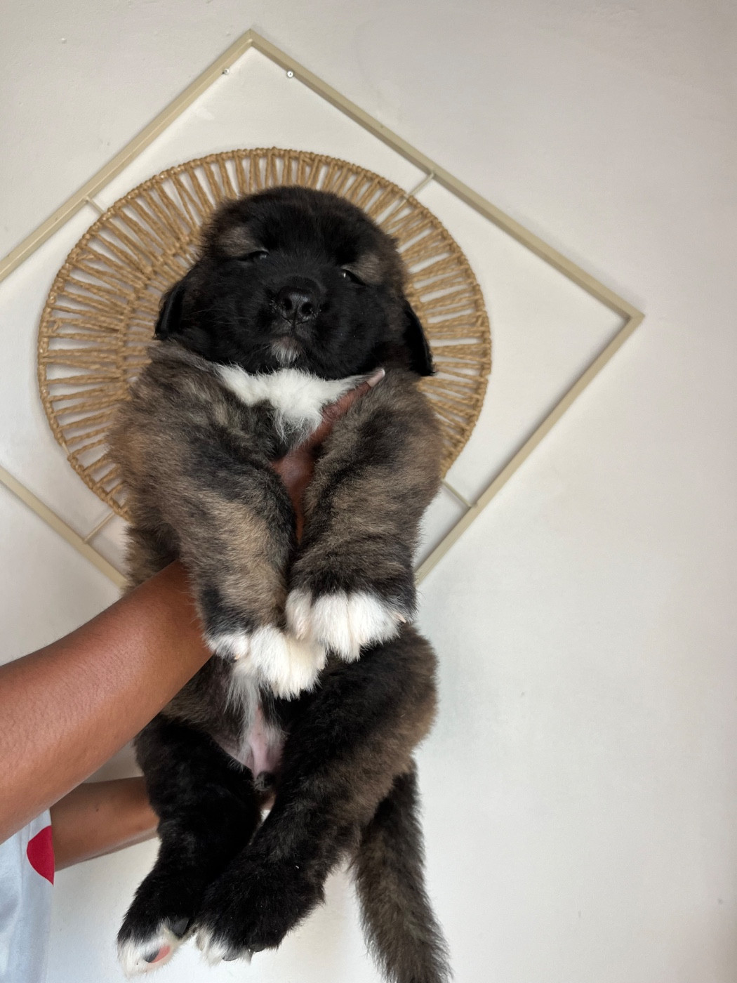 Du Domaine De Ares - Chiots disponibles - Berger du Caucase