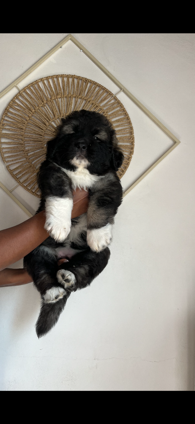 Du Domaine De Ares - Chiots disponibles - Berger du Caucase
