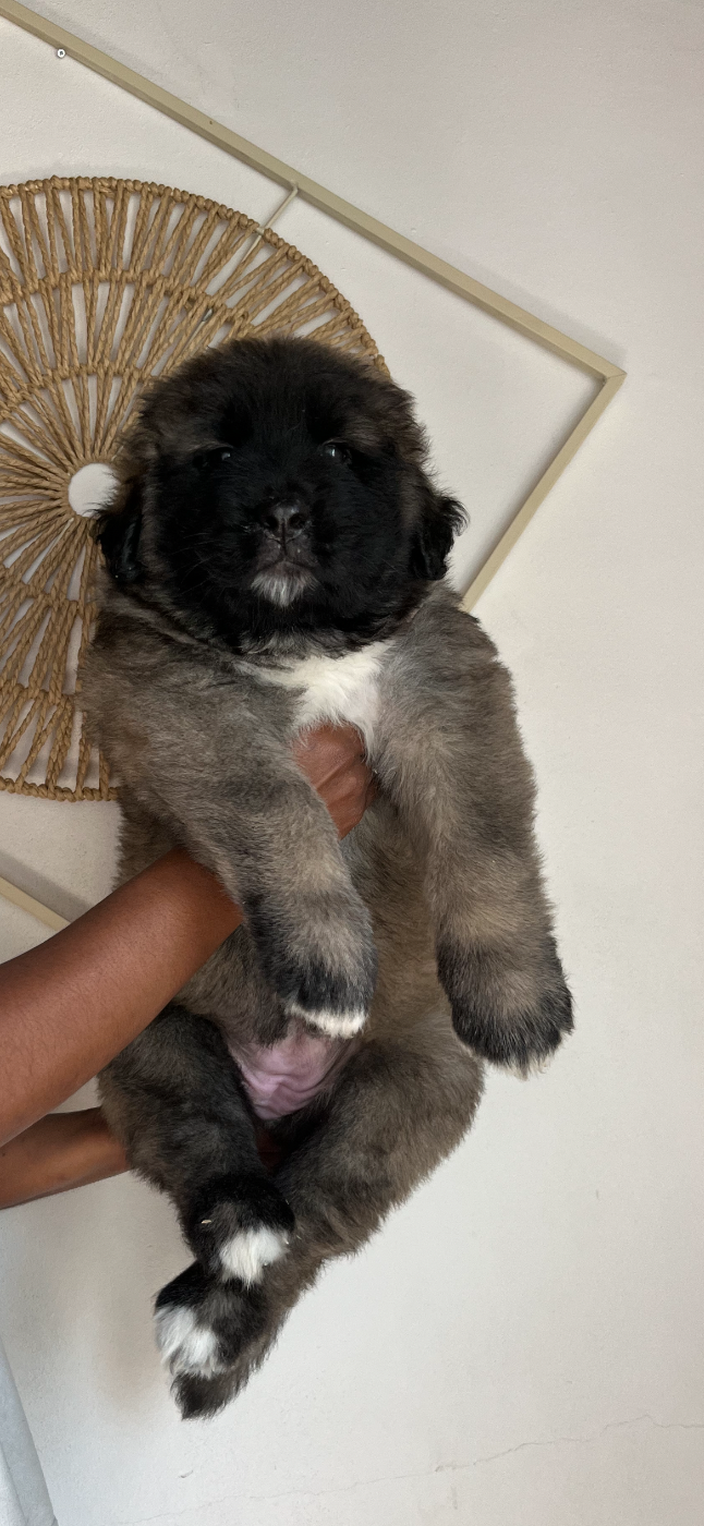 Du Domaine De Ares - Chiots disponibles - Berger du Caucase
